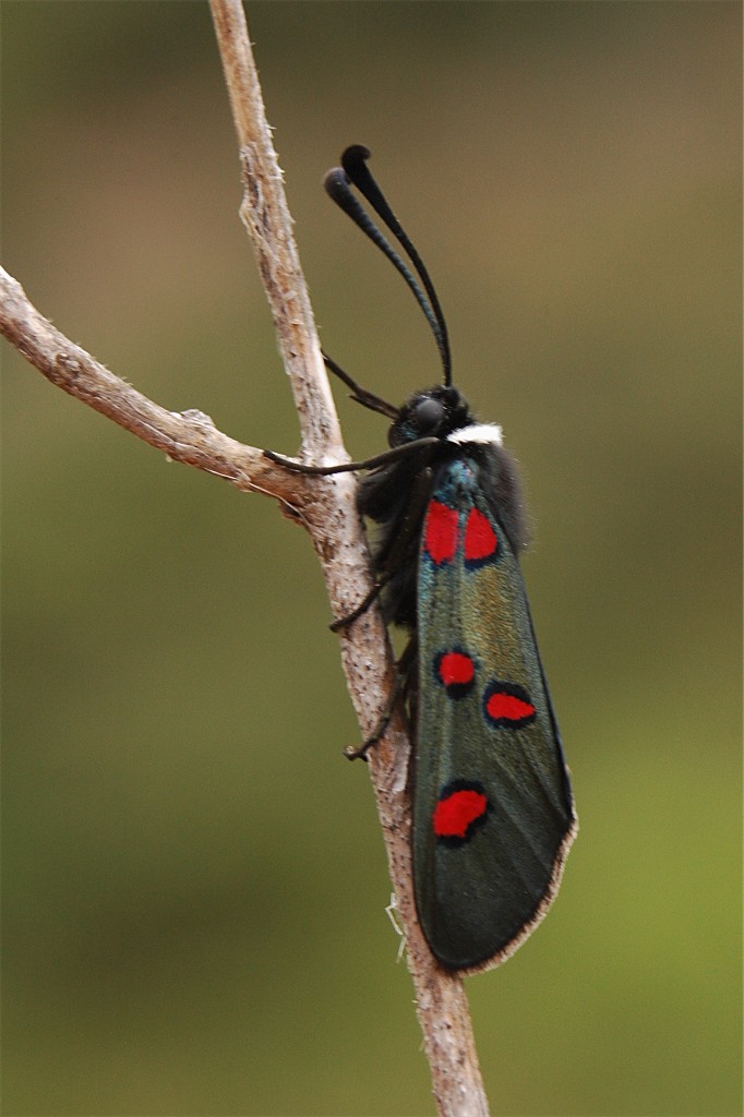 Zygaena lavandulae